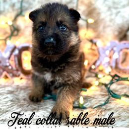 Teal collar - Sable male German Shepherd puppy in Canterbury, Connecticut from Nachtwaechter German Shepherds, LLC