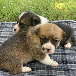 Border Collie and Pembroke Welsh Corgi Puppies from Whisenhunt Farms