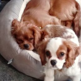 Cavalier King Charles Spaniel Puppies from Grace Cavalier Kingdom