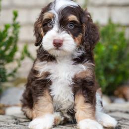 Fergus (chocolate tricolor) - Tri-color male Bernedoodle puppy in Dundee, Ohio from Down Home Doodle