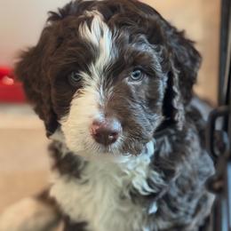 Apolo Ohno - male Australian Mountain Doodle puppy in Greenville, Ohio from Woodbriar Wags