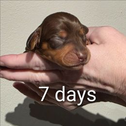 Cinnamon - Chocolate and tan female Dachshund puppy in Dayton, Ohio from Jen's Mini Dachshunds