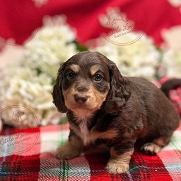 Boy 1 - Chocolate and cream male Dachshund puppy in Orange, Texas from Little Lovelies Dachshunds