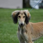 Saluki Puppies from Kushiel Salukis