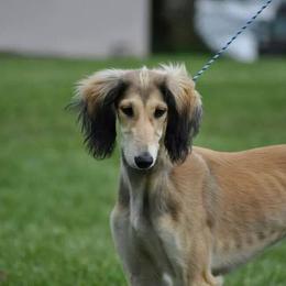 Saluki Puppies from Kushiel Salukis
