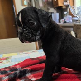 Justice - Brindle female Boxer puppy in Billings, Missouri from Azaleas Euro Boxers & Boston Terriers