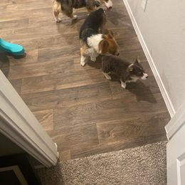 American Corgi Puppies from Peach Tree Corgi Co.