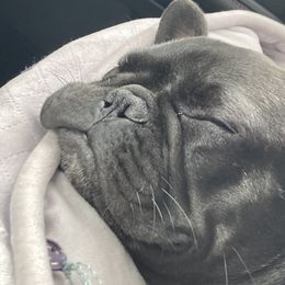 French Bulldog Puppies from Excuse My Frenchies