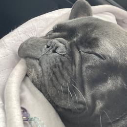 French Bulldog Puppies from Excuse My Frenchies