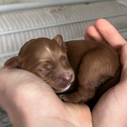 Eddie - Red  male Goldendoodle puppy in Sugar City, Idaho from Idaho Sugar Doodle Pups