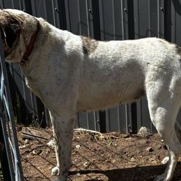 Alara - Gray fawn female Anatolian Shepherd Dog puppy in Daggett, Michigan from T&S Anatolians