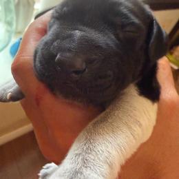 Menard - Black roan male German Shorthaired Pointer puppy in San Antonio, Texas from Alvarado Farm Kennels, LLC