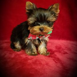 Yorkshire Terrier Puppies from Little Angel Yorkies
