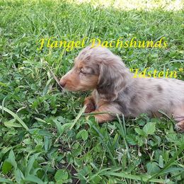 Dachshund Puppies from Flangel Dachshunds