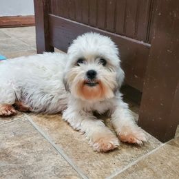 Muffin - Shih Tzu