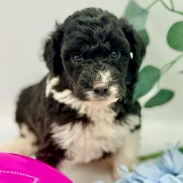 Flora - Black and white female Aussiedoodle puppy in Eastman, Georgia from Dood B Ranch