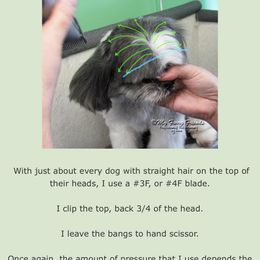 Shih Tzu Puppies from Willow Lane Shih Tzus