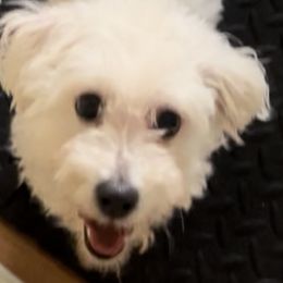Sophie - Bichon Frise