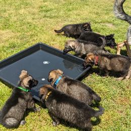 German Shepherd Puppies from Reign Land