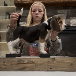 AKC Pumpkin - Black tan and white female Beagle puppy in Chillicothe, Missouri from Tymber Lake Beagles