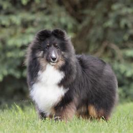 Vincent - Black white and tan male Shetland Sheepdog puppy in Elk, Washington from Asgard Shetland Sheepdogs