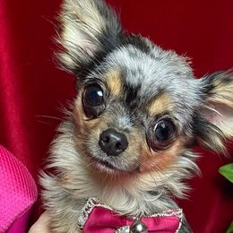 Dotty Sugs - Chihuahua