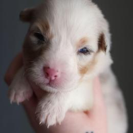 Iris - Blue merle female Australian Shepherd puppy in Georgetown, Texas from River Reign Australian Shepherds