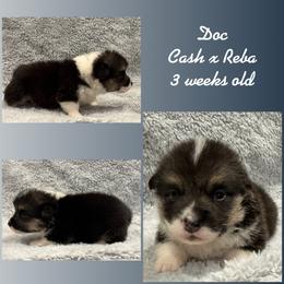 Doc - Black and tan male Pembroke Welsh Corgi puppy in Stephenville, Texas from Rising JM Pembrokes