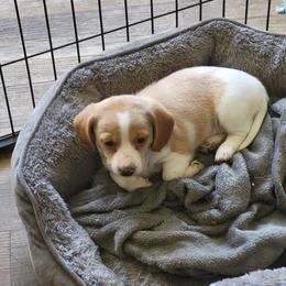 Sarah Lee - Fawn (Isabella) female Dachshund puppy in Geneva, Florida from TGIF Doxies