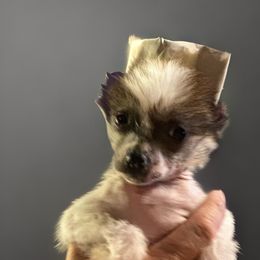 Koda - Black white and tan male Chinese Crested puppy in New Haven, West Virginia from EverCrest