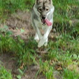 German Shepherd and Siberian Husky Puppies from Sstar