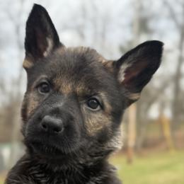 Black female - Sable female German Shepherd puppy in Buffalo, West Virginia from Z Tykev Vino LLC