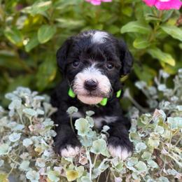 Moana - Black and white female Sheepadoodle puppy in Wharton, Texas from Little Fur Friends