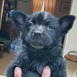 Full head mask true blue - Blue female Australian Cattle Dog puppy in Lenoir, North Carolina from Blue Coyote Ranch