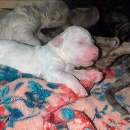 Luna - White female Sheepadoodle puppy in Austin, Texas from Darling Doodles
