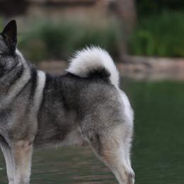 Norwegian Elkhounds and Papillons from Mikanon