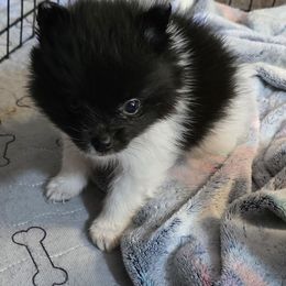 Mattie - Black parti female Pomeranian puppy in Pickton, Texas from Mandy's Precious Poms