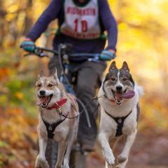 West Siberian Laikas from Campfire WSL