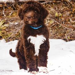 Aussiedoodle Puppies from Blue Mountain Aussiedoodles