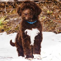 Aussiedoodle Puppies from Blue Mountain Aussiedoodles