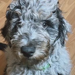 Goldendoodles and Poodles from Bonadelle Doodles