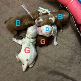 Pink Girl - Parti female Goldendoodle puppy in Travelers Rest, South Carolina from Bailey Mountain Doodles