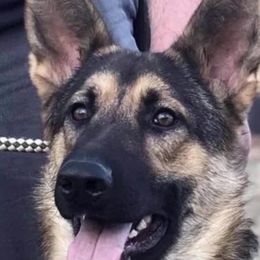 Nala - German Shepherd