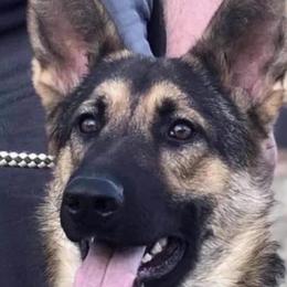 Nala - German Shepherd