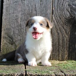 Hail - Blue female Pembroke Welsh Corgi puppy in Upton, Kentucky from J & J Kennels