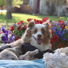 Riley - Toy Australian Shepherd