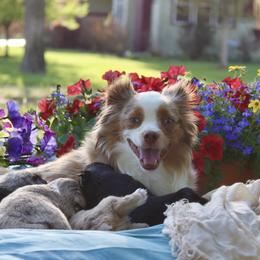 Riley - Toy Australian Shepherd