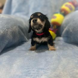 Squirt - Black and cream female Dachshund puppy in Kissimmee, Florida from Dazzling Frenchies and Doxies