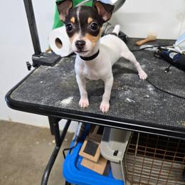 Tommy - White black and tan male Toy Fox Terrier puppy in Leeton, Missouri from Foxlace Farms Toy Fox Terriers