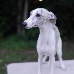 Beau - White and fawn brindle male Whippet puppy in Atlanta, Georgia from Sinaj